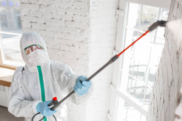 Best Emergency Mold Remediation in St Clair, MO